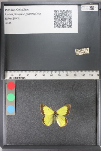 Media type: image;   Entomology 119702